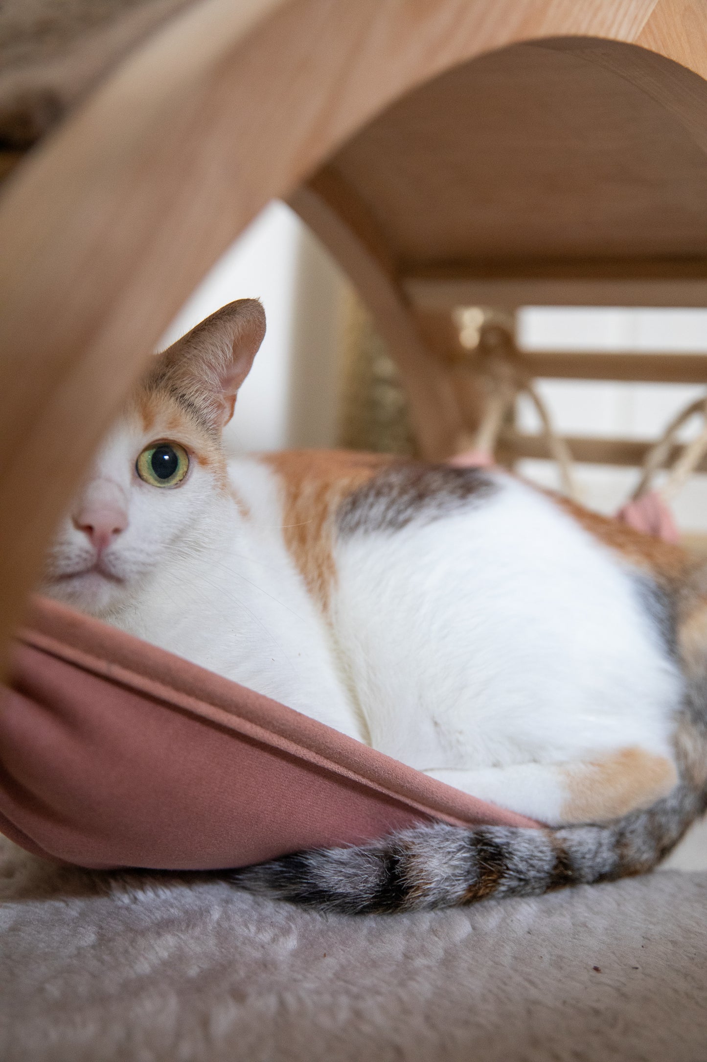 Purradise Cat Bed | With Scratch Pad For Cats